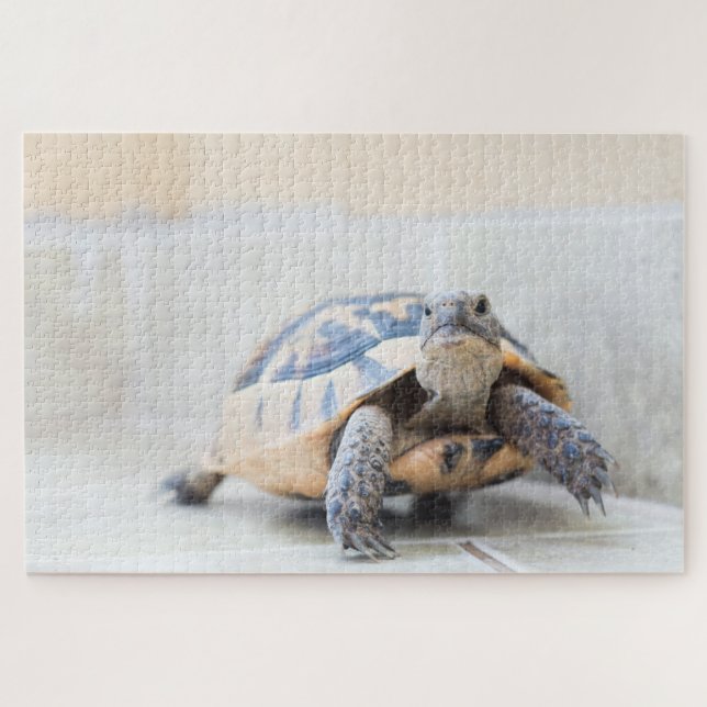 Tortoise (Horizontal)