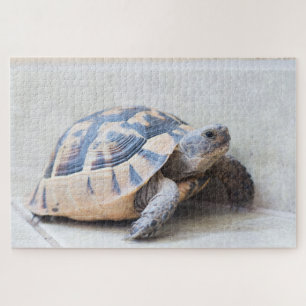 Tortoise
