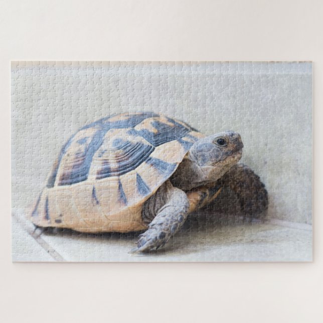 Tortoise (Horizontal)