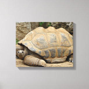 Tortoise 14"x11" lächeln leinwanddruck