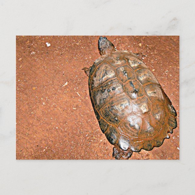 Tortoise auf braunem Boden Postkarte (Vorderseite)