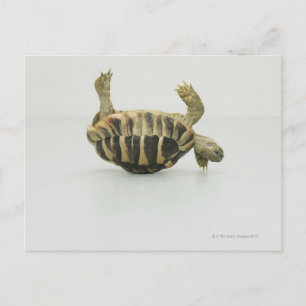 Tortoise auf den Kopf, Ausgleich auf Muschel Postkarte