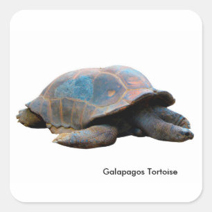 Tortoise-Bild für quadratische Aufkleber-Glossen Quadratischer Aufkleber