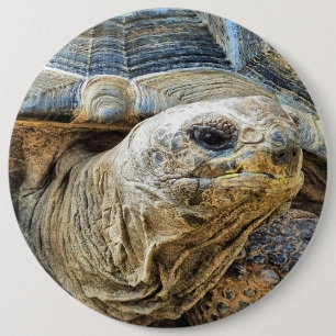 TORTOISE BUTTON