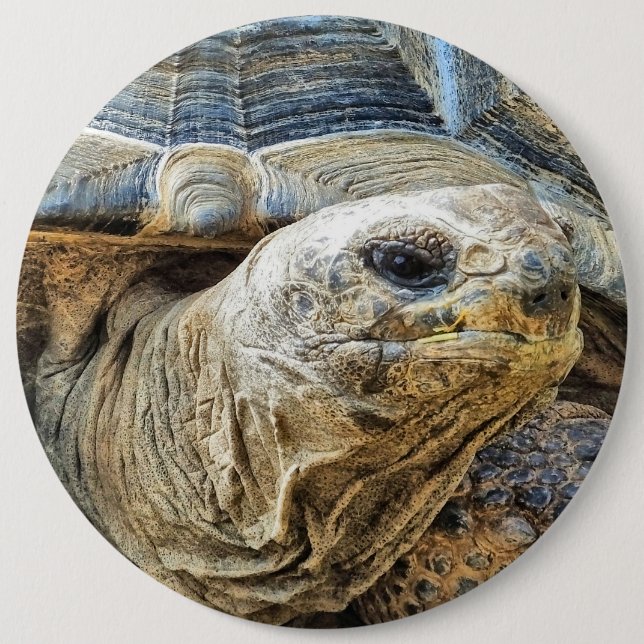 TORTOISE BUTTON (Vorderseite)