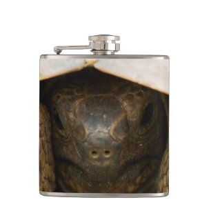 Tortoise Flachmann