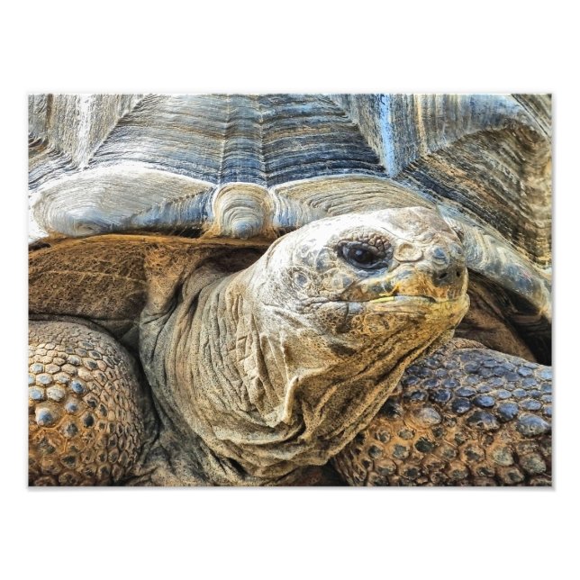 TORTOISE FOTODRUCK (Vorne)
