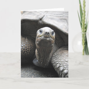 Tortoise Greeting Card Karte