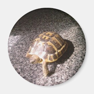 Tortoise Magnet