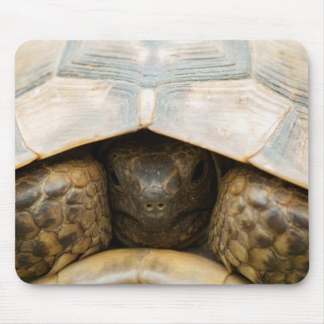Tortoise Mousepad (Vorne)