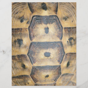 Tortoise Muschel Muster Flyer