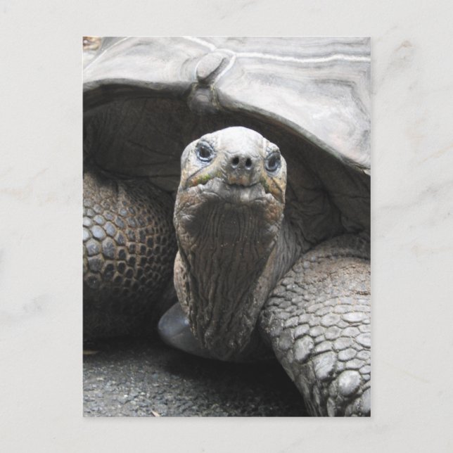 Tortoise Postcard Postkarte (Vorderseite)