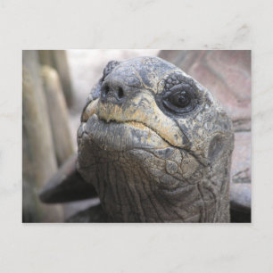 Tortoise Postcard Postkarte
