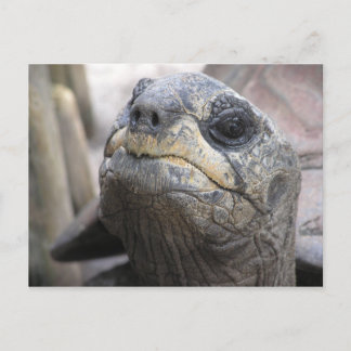 Tortoise Postcard Postkarte