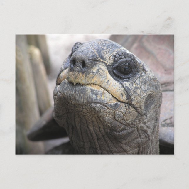 Tortoise Postcard Postkarte (Vorderseite)