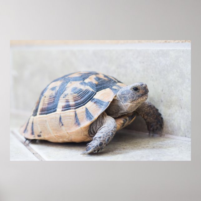 Tortoise Poster (Vorne)