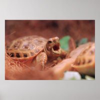 Tortoise Poster
