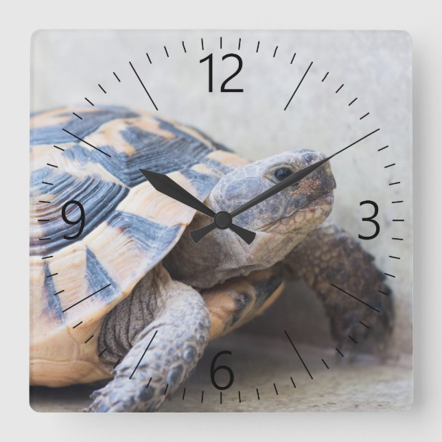 Tortoise Quadratische Wanduhr (Vorderseite)
