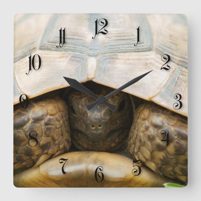 Tortoise Quadratische Wanduhr (Vorderseite)