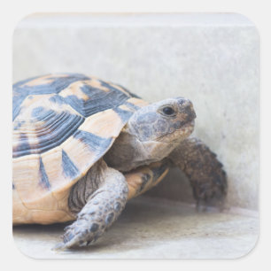 Tortoise Quadratischer Aufkleber