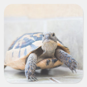 Tortoise Quadratischer Aufkleber