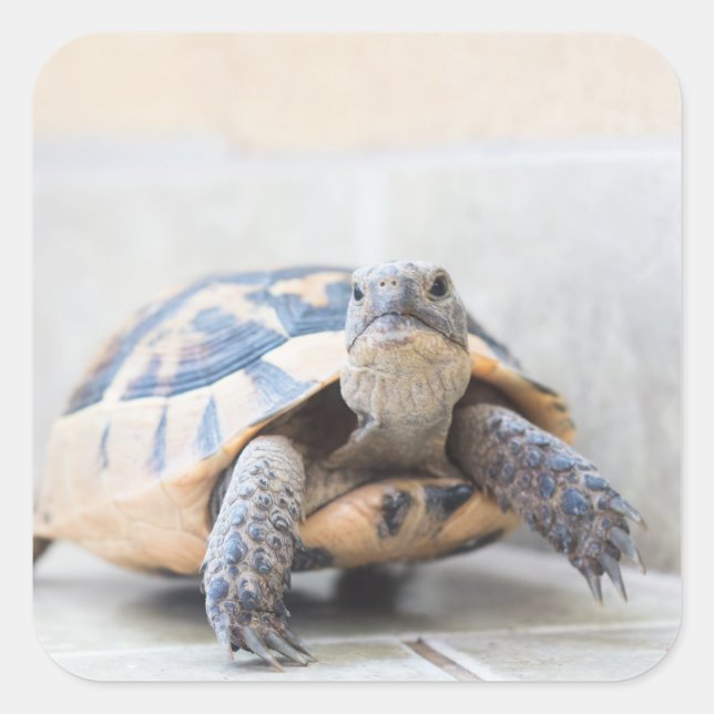 Tortoise Quadratischer Aufkleber (Vorderseite)