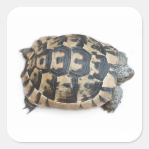 Tortoise Quadratischer Aufkleber