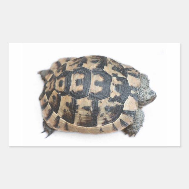 Tortoise Rechteckiger Aufkleber (Vorderseite)