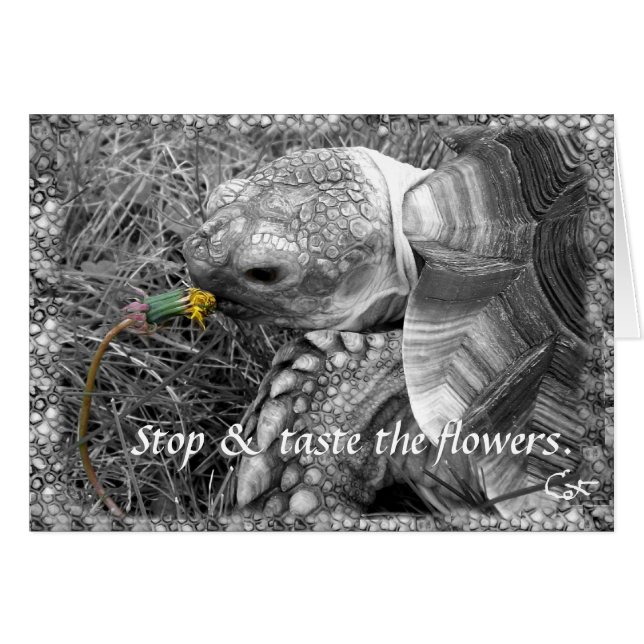 Tortoise - Stopp & Geschmack der Blume (Vorderseite (Horizontal))