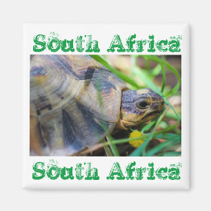 Tortoise Südafrika Naturmagnet Magnet