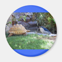 Tortoise und Blue Jay Friends Magnet