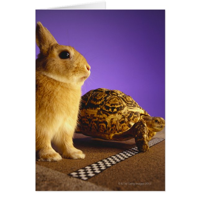 Tortoise und der Hase (Vorne)