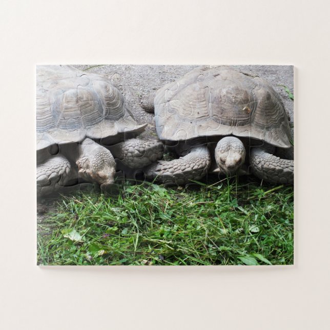 Tortoises (Horizontal)