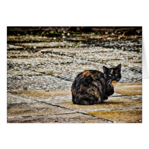 Tortoiseshell