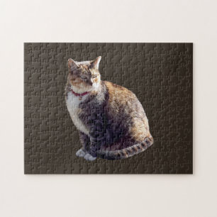 Tortoiseshell Cat