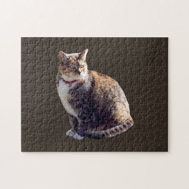 Tortoiseshell Cat (Horizontal)