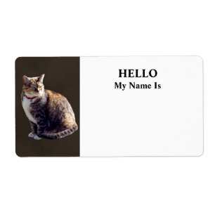 Tortoiseshell Cat