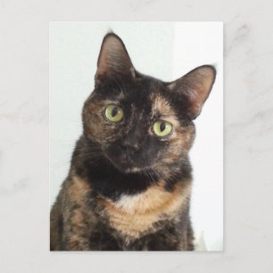 Tortoiseshell Cat Postkarte