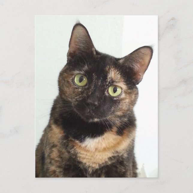 Tortoiseshell Cat Postkarte (Vorderseite)