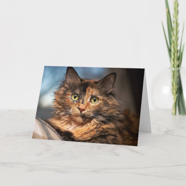 Tortoiseshell Fluffy Cat Karte (Vorderseite)