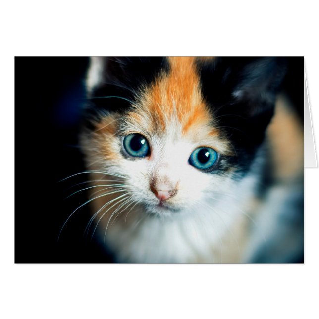 Tortoiseshell Kitten (Vorderseite (Horizontal))