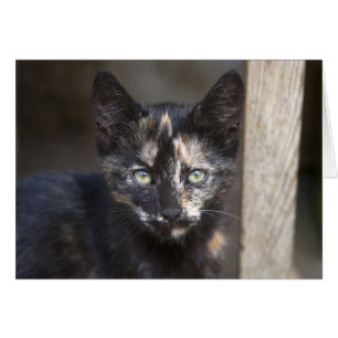 Tortoiseshell Kitten
