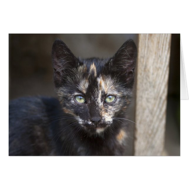 Tortoiseshell Kitten (Vorderseite (Horizontal))