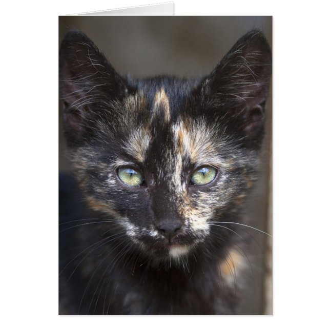 Tortoiseshell Kitten (Vorne)