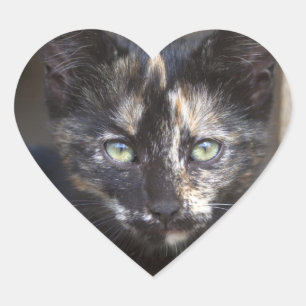 Tortoiseshell Kitten Herz-Aufkleber