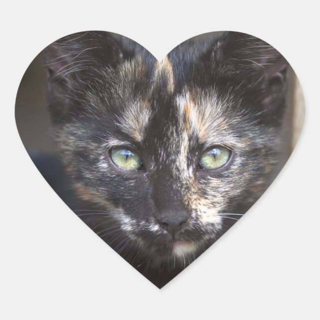 Tortoiseshell Kitten Herz-Aufkleber (Vorderseite)