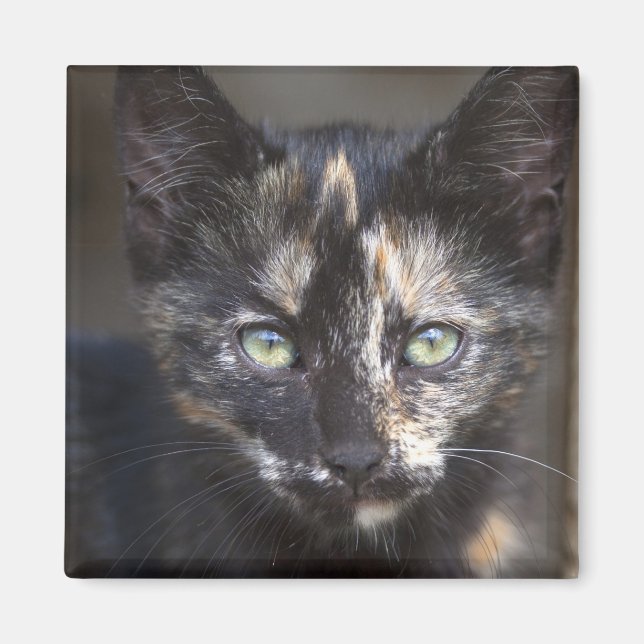 Tortoiseshell Kitten Magnet (Vorne)