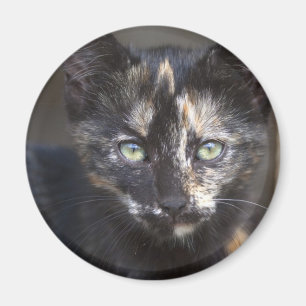 Tortoiseshell Kitten Magnet