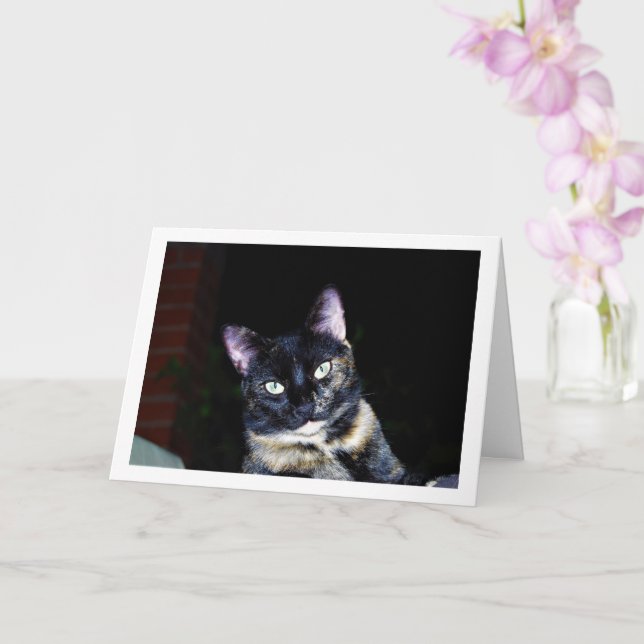 Tortoiseshell Kitten Portrait Karte (Orchidee)