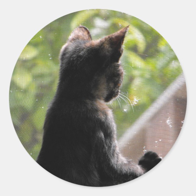 Tortoiseshell Kitten Sticker (Vorderseite)